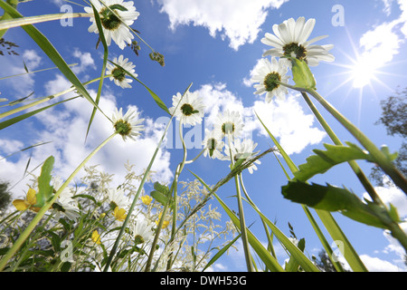 Oxeye Margeriten (Leucanthemum Vulgare) auf einer Wiese im Frühjahr blühen. Stockfoto