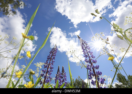 Lupinen und Hahnenfuß Blumen (Ranunculus) auf einer Wiese im Frühjahr blühen. Stockfoto