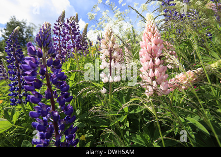 Lupinen blühen im Frühling auf einer Wiese. Stockfoto
