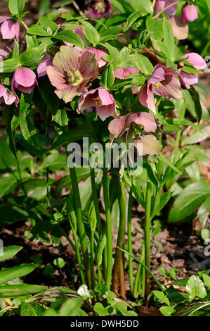 Christrose oder schwarze Nieswurz (Helleborus Niger) Stockfoto