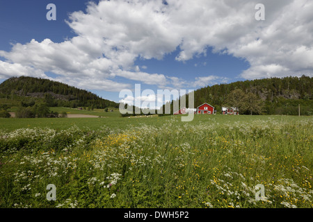 Ein rotes Holzhaus ist umgeben von blühenden Wiesen im Frühjahr. Stockfoto