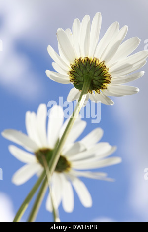 Oxeye Margeriten (Leucanthemum Vulgare) auf einer Wiese im Frühjahr blühen. Stockfoto