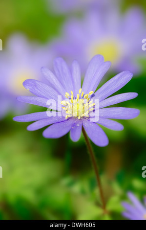 Apennin-Anemone, griechische Windflower oder Griechisch Windflower (Anemone Apennina, Anemone Blanda) Stockfoto