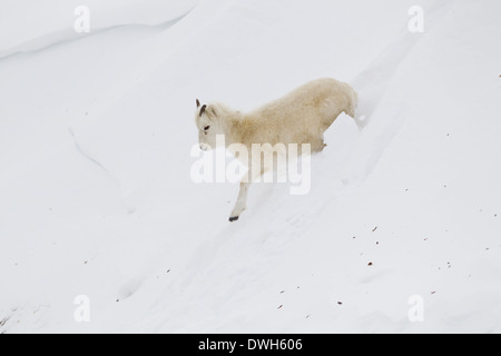 Dall Schaf Ovis Dalli Porträt im Winter am Atigun-Pass, Dalton Highway, Alaska im Oktober. Stockfoto