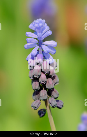 Grape Hyacinth (Muscari Latifolium) Stockfoto