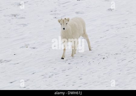 Dall Schaf Ovis Dalli Porträt im Winter am Atigun-Pass, Dalton Highway, Alaska im Oktober. Stockfoto