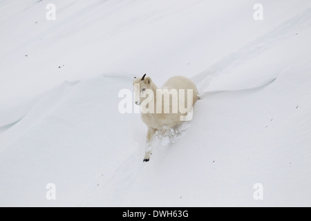 Dall Schaf Ovis Dalli Porträt im Winter am Atigun-Pass, Dalton Highway, Alaska im Oktober. Stockfoto