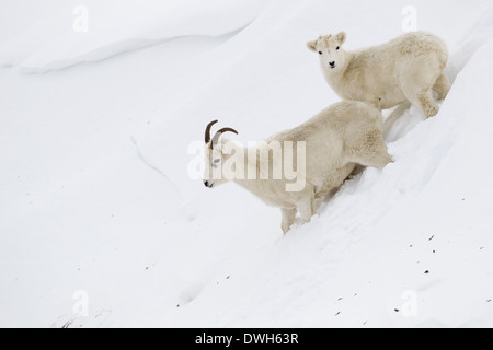 Dall Schaf Ovis Dalli Porträt im Winter am Atigun-Pass, Dalton Highway, Alaska im Oktober. Stockfoto