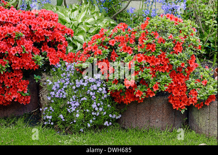 Azalee (Azalea spec.) und Moss Phlox oder schleichende Phlox (Phlox Subulata) Stockfoto