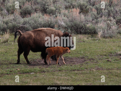 Bison mit Baby-Yellowstone Nationalpark-Wyoming Stockfoto