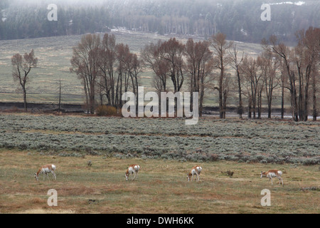 Zinke Antilope im Yellowstone-Nationalpark, Wyoming Stockfoto