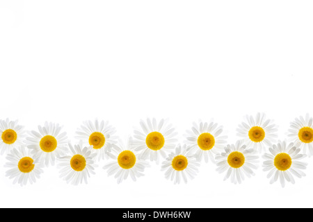 Blumen von Oxeye Gänseblümchen isoliert auf weißem Hintergrund Stockfoto