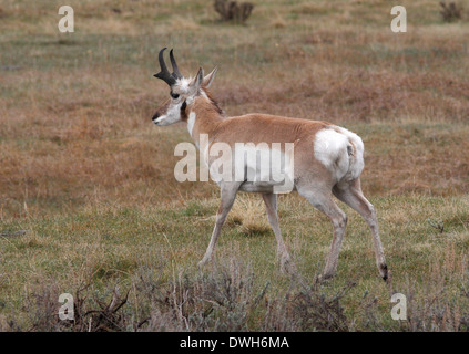 Zinke Antilope im Yellowstone-Nationalpark, Wyoming Stockfoto