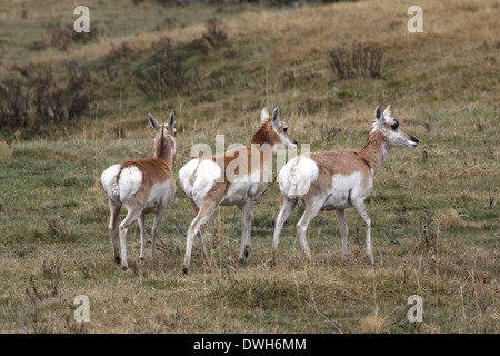 Zinke Antilope im Yellowstone-Nationalpark, Wyoming Stockfoto