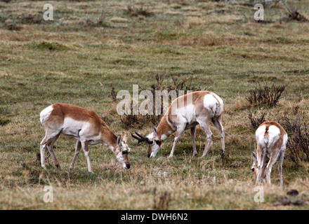 Zinke Antilope im Yellowstone-Nationalpark, Wyoming Stockfoto