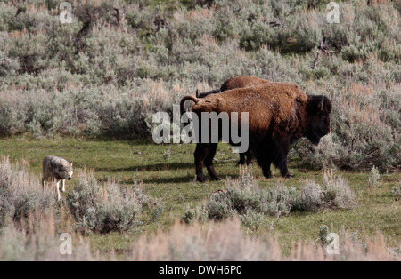 Grauer Wolf Jagd Bison mit Baby-Yellowstone Nationalpark-Wyoming Stockfoto