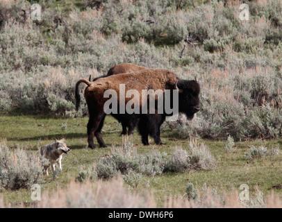 Grauer Wolf Jagd Bison mit Baby-Yellowstone Nationalpark-Wyoming Stockfoto