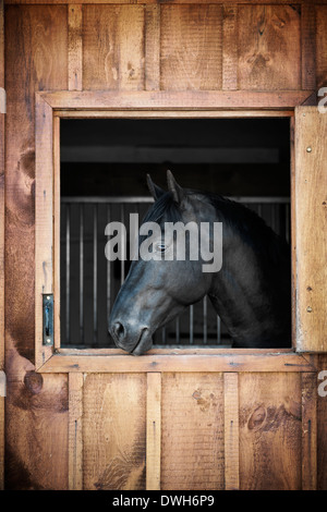 Profil von schwarzes Pferd suchen stabile Fenster Stockfoto