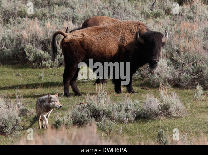 Grauer Wolf Jagd Bison mit Baby-Yellowstone Nationalpark-Wyoming Stockfoto