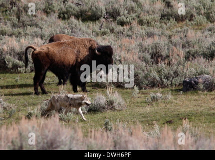 Grauer Wolf Jagd Bison mit Baby-Yellowstone Nationalpark-Wyoming Stockfoto