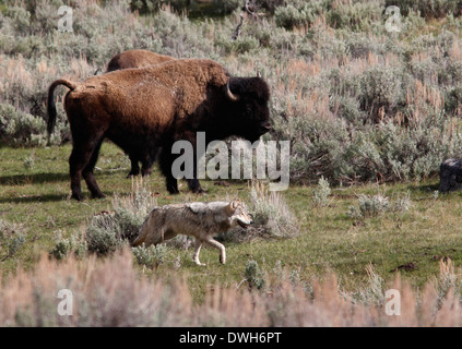 Grauer Wolf Jagd Bison mit Baby-Yellowstone Nationalpark-Wyoming Stockfoto