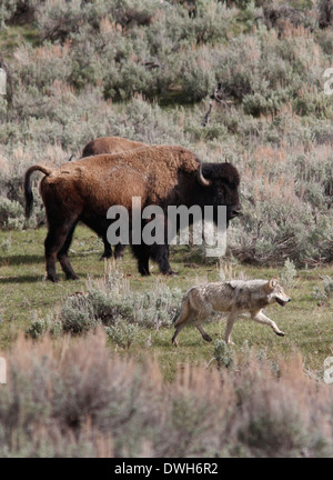 Grauer Wolf Jagd Bison mit Baby-Yellowstone Nationalpark-Wyoming Stockfoto