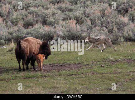 Grauer Wolf Jagd Bison mit Baby-Yellowstone Nationalpark-Wyoming Stockfoto