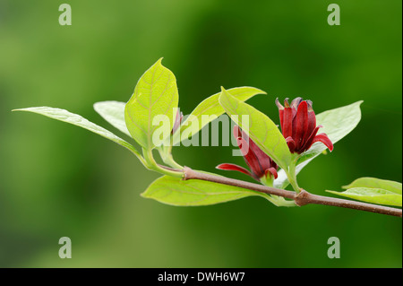 Gemeinsamen Sweetshrub, Carolina Piment oder Erdbeere Strauch (Caly Floridus) Stockfoto