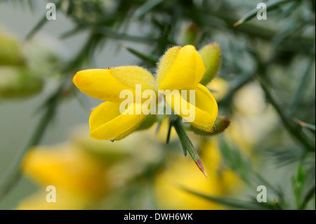 Western Ginster, Stechginster Zwerg oder Zwerg Ginster (Ulex Gallii), Frankreich Stockfoto