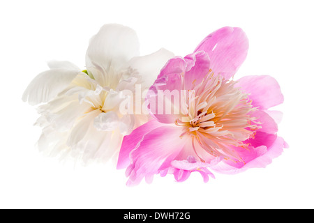 Zwei Pfingstrose Blumen isoliert auf weißem Hintergrund Stockfoto