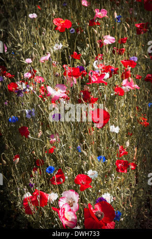 Rote und rosa Mohn mit anderen Wildblumen in Sommerwiese Stockfoto