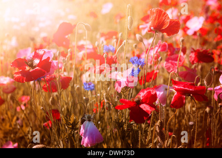 Rote und rosa Mohn mit Wildblumen im sonnigen Sommerwiese Stockfoto