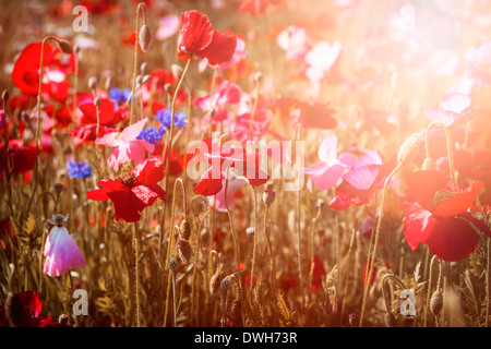 Rote und rosa Mohn mit Wildblumen im sonnigen Sommerwiese Stockfoto