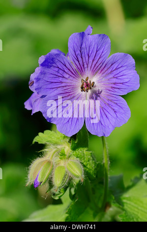 Wiesen-Storchschnabel (Geranium Pratense), North Rhine-Westphalia, Deutschland Stockfoto