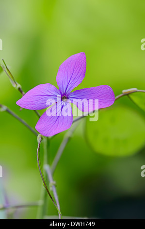 Efeutute, Pennyflower oder Einjähriges Silberblatt (Lunaria Annua) Stockfoto