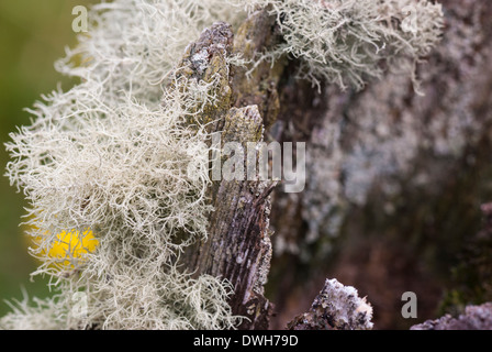 Flechten Sie auf einem faulenden Zaunpfosten Stockfoto