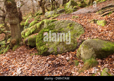 Eine verlassene Mühle Stein bedeckt in Moos bei Padley Schlucht, Derbyshire, England Stockfoto