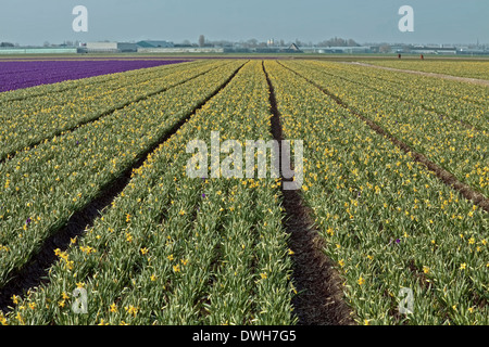 Blumenfelder im Frühjahr: Violette Krokusse und angehende Narzissen, Voorhout, Südholland, Niederlande. Stockfoto