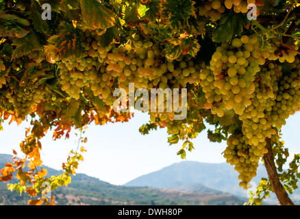 Frische grüne Trauben am Rebstock Stockfoto