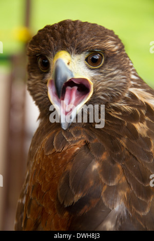 Poiana Harris Buteo habgierigen Raubtier Falknerei Stockfoto