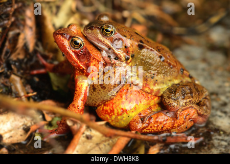 Gemeinsamen europäischen Frösche Paarung Stockfoto