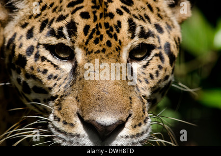 Belize, Bezirk von Belize City, Belize City, Belize City Zoo. Jaguar (Captive) im Dschungel Gehäuse. Nahaufnahme des Gesichts. Stockfoto