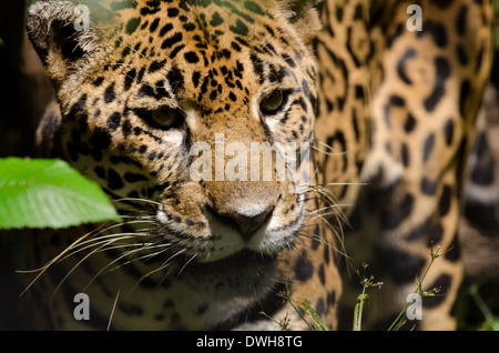 Belize, Bezirk von Belize City, Belize City, Belize City Zoo. Jaguar (Captive) im Dschungel Gehäuse. Nahaufnahme des Gesichts. Stockfoto