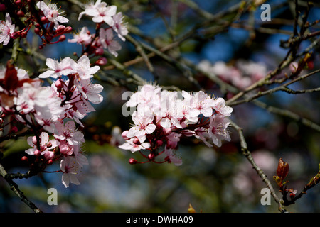 Nahaufnahme von rosa Kirschblüte Blüten auf dem Baum Stockfoto