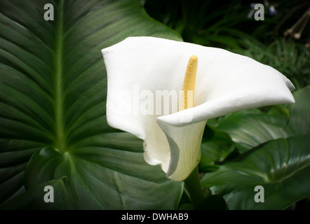 Schöne weiße Calla Blume und grünes Blatt Stockfoto