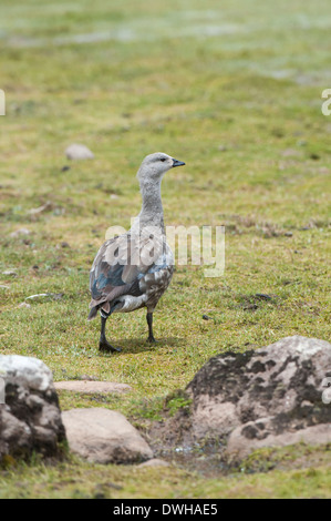 Blue-winged Gans Stockfoto