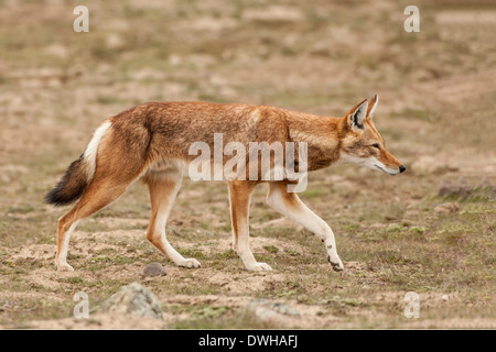 Äthiopischer Wolf Stockfoto