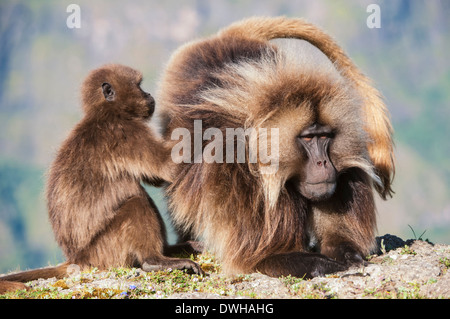 Gelada Pavian Stockfoto