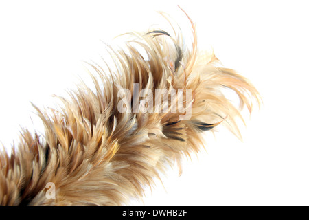 Weichen Staubwedel isoliert auf weißem Hintergrund. Stockfoto