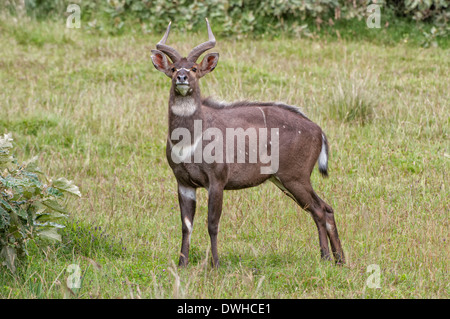 Berg-Nyala Stockfoto